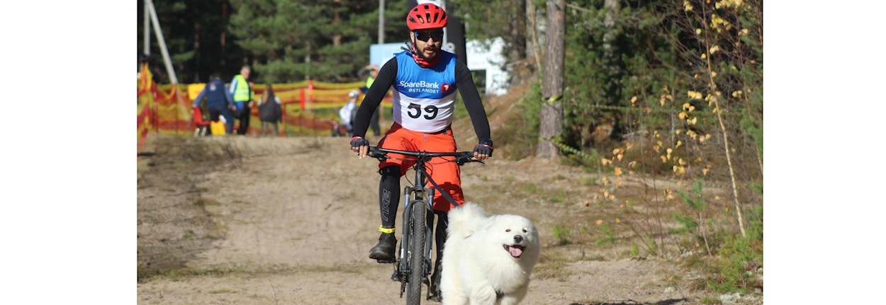 Nybegynnerkurs trekktrening med hund!